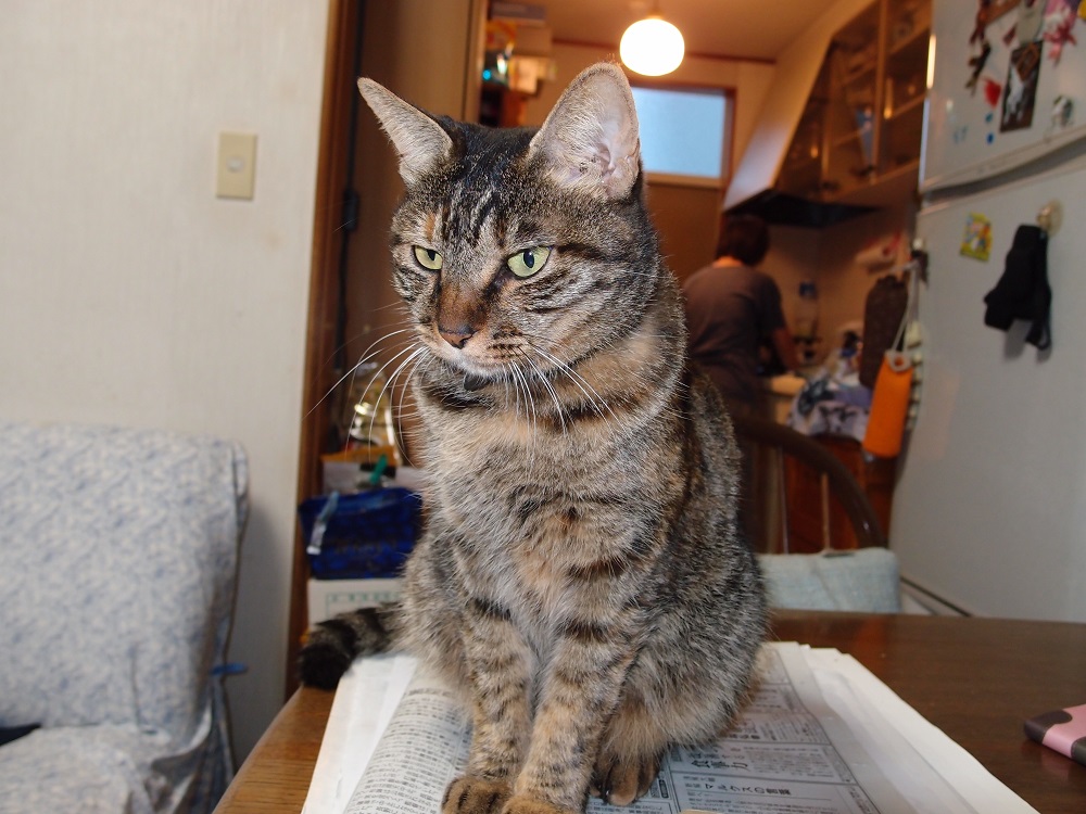 猫の怪我 喧嘩して足が化膿した 対応と費用 おとたの