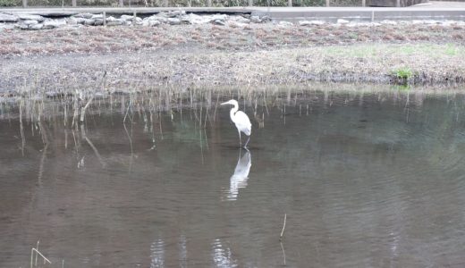 ウォーキングコース 大和市 泉の森とふれあいの森