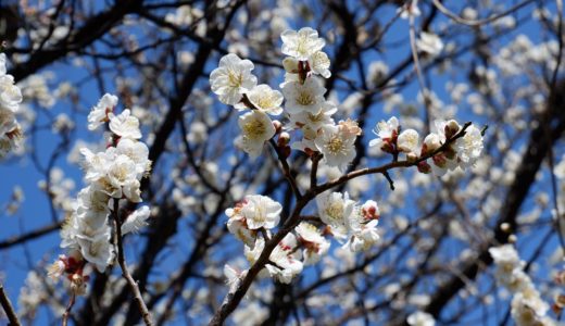 ウォーキングコース　町田市立 芹が谷公園と恩田川