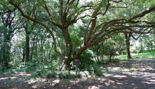 ウォーキングコース　自然の中をゆったり散策できる かしの木山自然公園