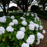 紫陽花の公園　相模原北公園