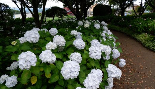 紫陽花の公園　相模原北公園