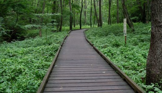 ウォーキングコース　上質な雑木林と整備された散策路が楽しめる都立小宮公園