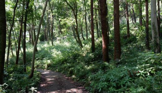 ウォーキングコース　夏におすすめ木陰の中をゆったり歩ける　県立座間谷戸山公園