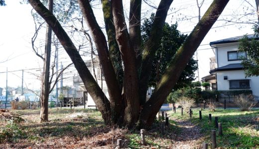 森や動植物の観察に最適な 相模原の木もれびの森