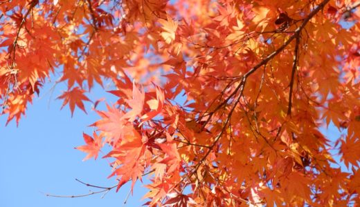 ウォーキングコース　紅葉がきれい 自然の中を歩ける都立桜が丘公園