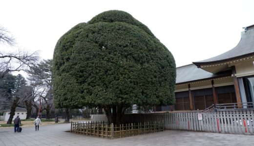 ウォーキングコース　東京武蔵野にたたずむ広大な敷地と1700本の桜がある　ウオーキングに最適な都立小金井公園