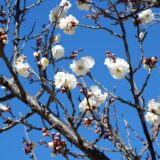 ウォーキングコース　内裏公園から尾根緑道沿いの梅を見に行った！　