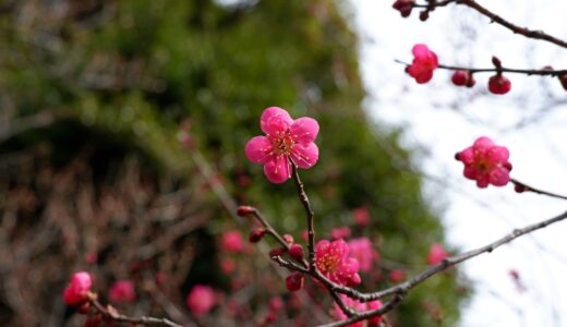 御朱印あつめ　1300本の梅の木と境内の3対の狛犬と鶏が迎えてくれる東日本最古の天満宮　谷保天満宮