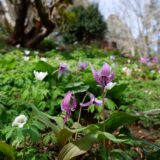 城山かたくりの里　美しいのはかたくりの花だけではありません！　多くの花が咲き誇る写真撮影に最適な花の丘です