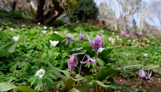 城山かたくりの里　美しいのはかたくりの花だけではありません！　多くの花が咲き誇る写真撮影に最適な花の丘です