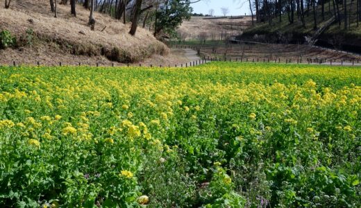 ウォーキングコース　薬師池から2020年4月にオープンした薬師池西公園「ウェルカムゲート」まで歩いてみた！