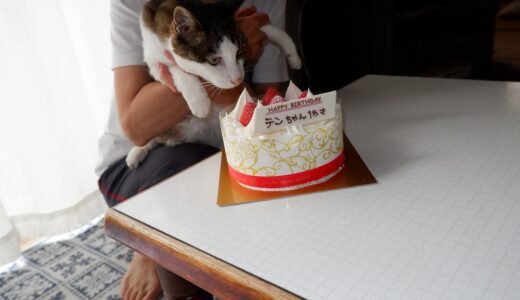 テンちゃんおめでとう！！　我が家の愛猫が18歳の誕生日を迎えた！