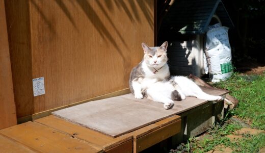 猫たちが大好きな　我が家の庭　家の周りを監視したり、遊んだり、くつろいだり・・そして生活の場でもある庭です。