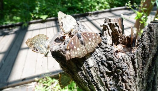 オオムラサキセンターのオオムラサキ　やっと会えたオオムラサキは灰色の迫力のある蝶だった！