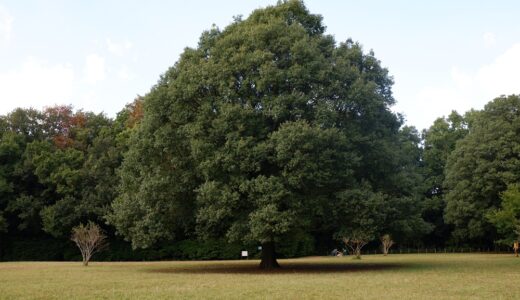 ウォーキングコース　東高根森林公園　湿地帯の木道の散策とゆったりとした古代広場がとても魅力的なコースです