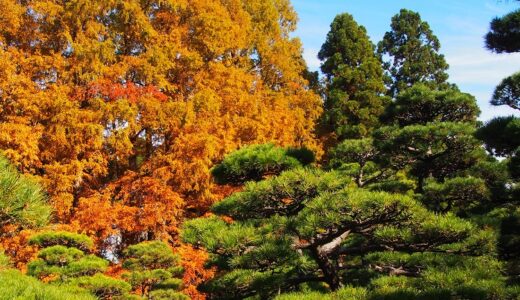 ウォーキングコース　深大寺と神代植物公園　梅、桜、バラ園が有名ですが四季の花や植物が楽しめます！