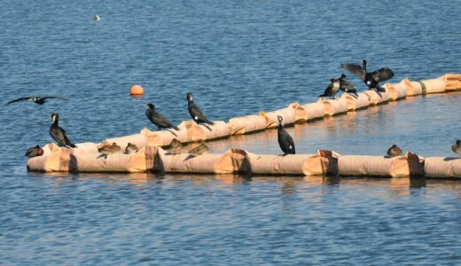 ウォーキングコース相模原沈殿池と相模原公園　野鳥が見たい！　多くの鳥が集まる相模原沈殿池へ行ってみた！！