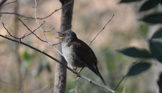 花の少ない冬に綺麗に咲く蝋梅　町田市立忠生公園に蝋梅と野鳥を観に行ってみた！