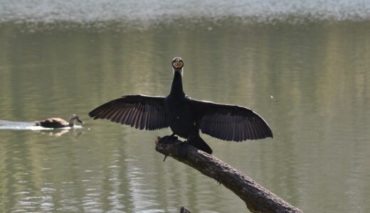 野鳥見つけた！　2月の長池公園の野鳥たち　