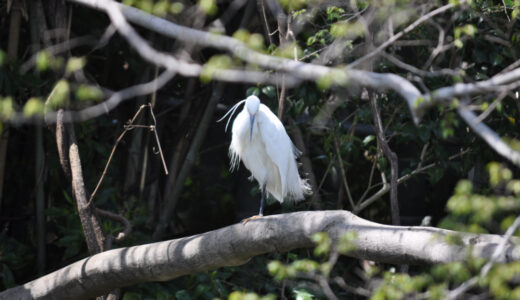 野鳥観察におすすめの公園　引地川の源流がある「泉の森」と「ふれあいの森」