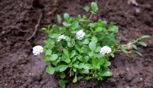 週末田舎暮らしは 雑草との闘い！　グランドカバーと土手整備用にクラピアを植えてみた！