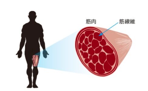 ベンチプレス　年齢とともに記録が低下するのは筋質劣化のせい！？　対策は？