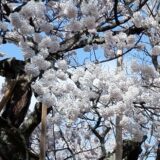 北杜市近辺の桜　わに塚の桜、神代桜、おいしい学校の桜、神田の大糸桜、清春芸術の村の桜を１日で回ってみた！