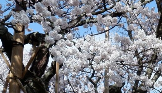 北杜市近辺の桜　わに塚の桜、神代桜、おいしい学校の桜、神田の大糸桜、清春芸術の村の桜を１日で回ってみた！