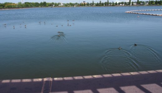 相模原公園に野鳥を探しに散策　４月は新緑はきれいだけど、探鳥は？