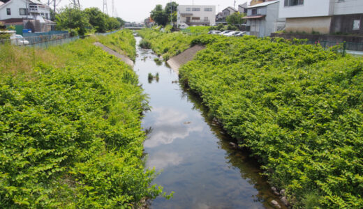 境川沿いウォーキング　相模原駅から町田駅付近の散策　自然と護岸工事