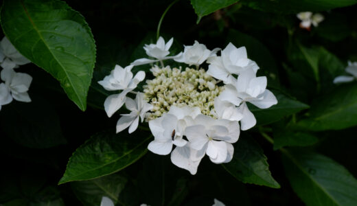 相模原で2番目？　麻溝公園の紫陽花を見に行ってきた！