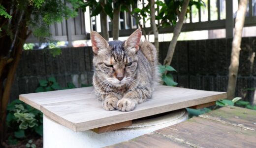 愛猫が甲状腺機能亢進症になった！！　今回は検査値が軒並み悪化した！