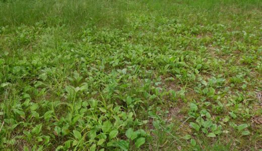 里山の草刈りを楽にしたい！　寒冷地でのクラピアの生育は難しい？！　