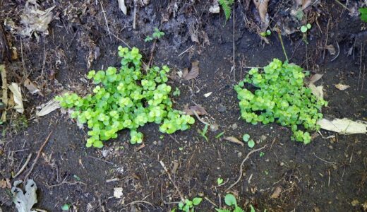 寒冷地・日影が多いエリアのグランドプランツ　リシマキアを植えてみた！