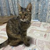 猫の甲状腺亢進症　投薬治療１年半の状況と1年間の費用は？！