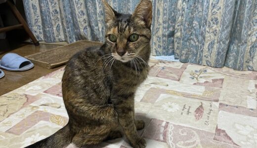 猫の甲状腺亢進症　投薬治療１年半の状況と1年間の費用は？！