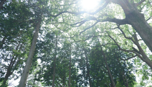 御朱印集め　境内の木々に癒される星川杉山神社