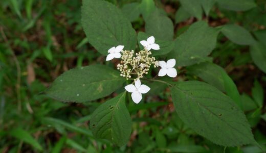 白州の里山に群生する野生の４種のアジサイ　これらは一体何者？！