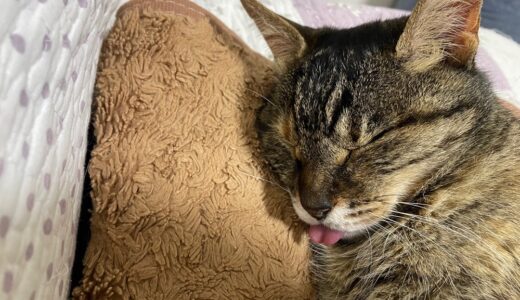 愛猫の甲状腺亢進症　２年の投薬治療でT4が落ち着いた！　腎臓病との関係は？