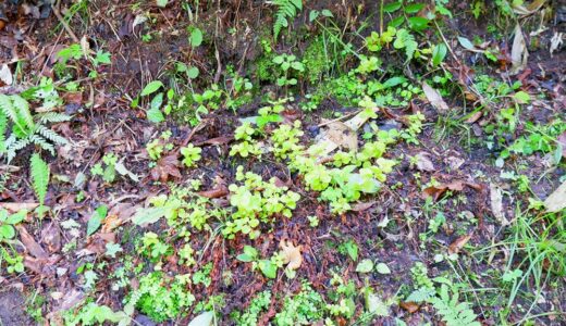 寒冷地の白州の里山でリシマキアは成長するの？！　植えてから２年経った状態を確認