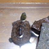 クサガメが急成長　２ヶ月で体重４.４倍、甲羅の大きさ３.８倍になった！！