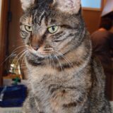 １６歳の猫が最後に好きになった　メディジャムチーズ