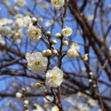 ウォーキングにおすすめの尾根緑道　少し残念な梅の木たち