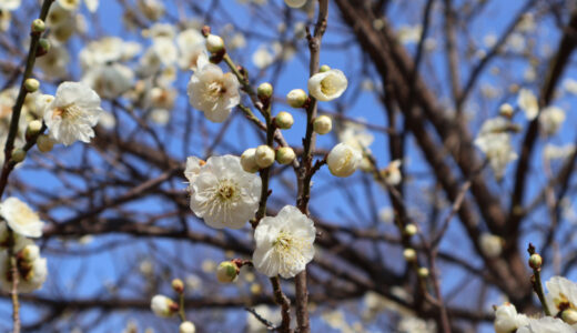 ウォーキングにおすすめの尾根緑道　少し残念な梅の木たち