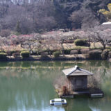 薬師池公園散策＆２０２６年梅まつりの状況は！！