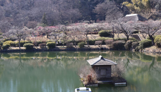 薬師池公園散策＆２０２６年梅まつりの状況は！！