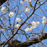 忠生スポーツ公園から尾根緑道の桜のようすを見に行く　３/２４現在３分咲！