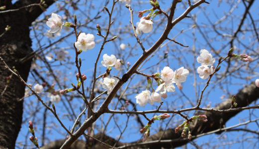 忠生スポーツ公園から尾根緑道の桜のようすを見に行く　３/２４現在３分咲！