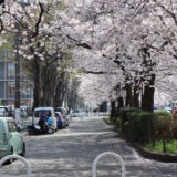 ２０２６相模原 桜まつりの開催会場の桜を観に行ってきた！　３月３０日既に満開です！！